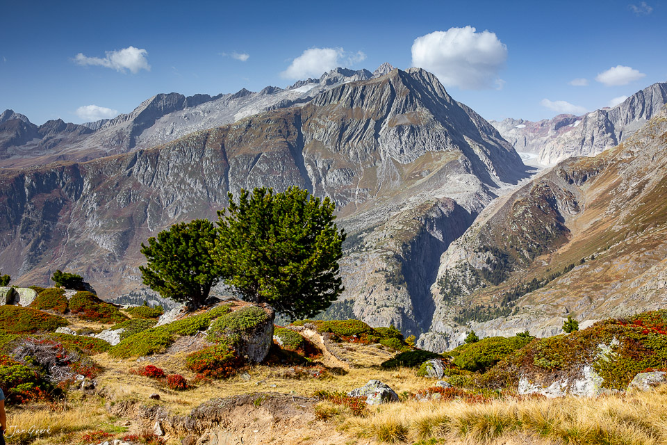 Einsamer Baum vor majestätischem Gletschertal im Aletschgletscher Herbst Wallis Schweiz – Jan Geerk Fotograf Basel