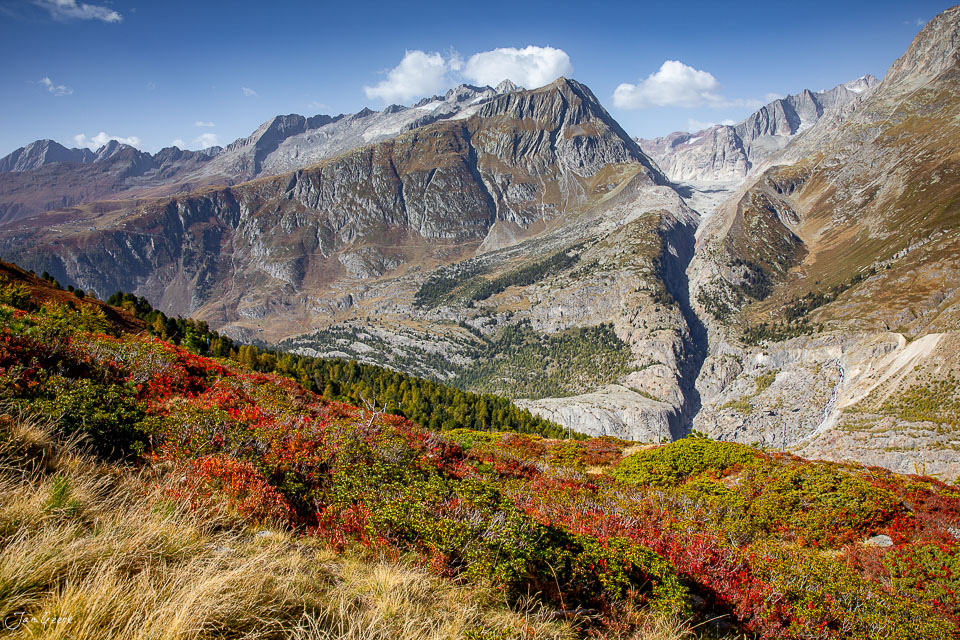 Herbstliche Alplandschaft mit rotem Alpenrosenbusch und Gletscherblick Aletschgletscher Wallis Schweiz – Jan Geerk Fotograf Basel