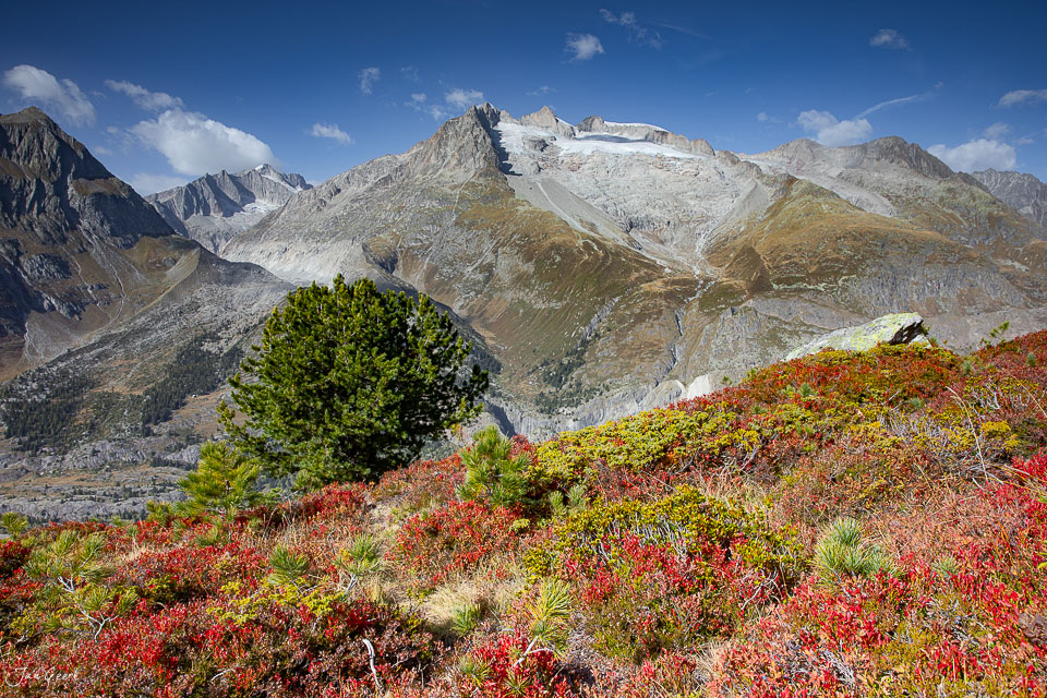 Aletschgletscher mit herbstlichen Alpenrosen und Gletschereis bei Sonnenschein Wallis Schweiz Jan Geerk Fotograf Basel