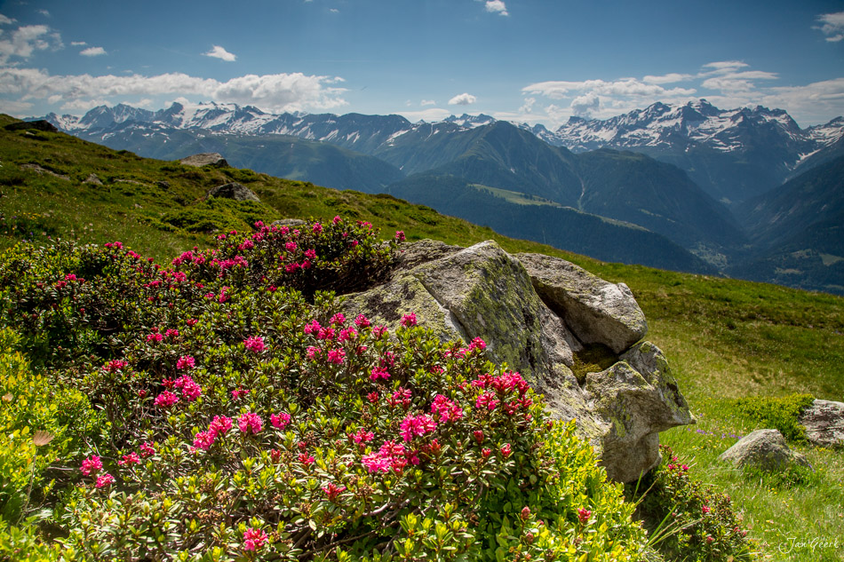 Alpenrosen und Berge auf der Fiescheralp im Sommer, Wallis Schweiz – Jan Geerk Fotograf Basel