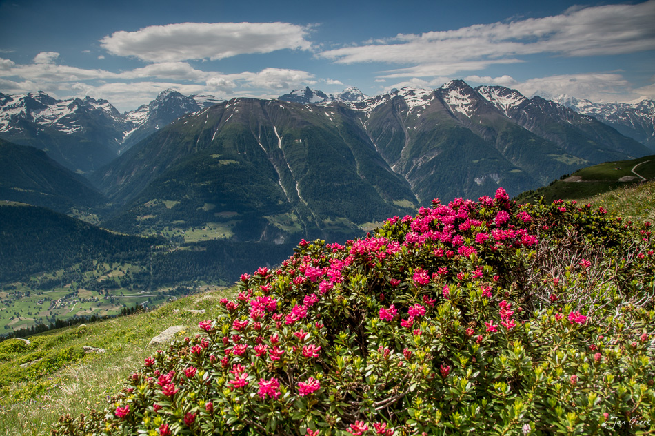 Alpenrosen mit Blick auf das Fieschertal und schneebedeckte Berggipfel, Fiescheralp, Sommer, Wallis Schweiz – Jan Geerk Fotograf Basel