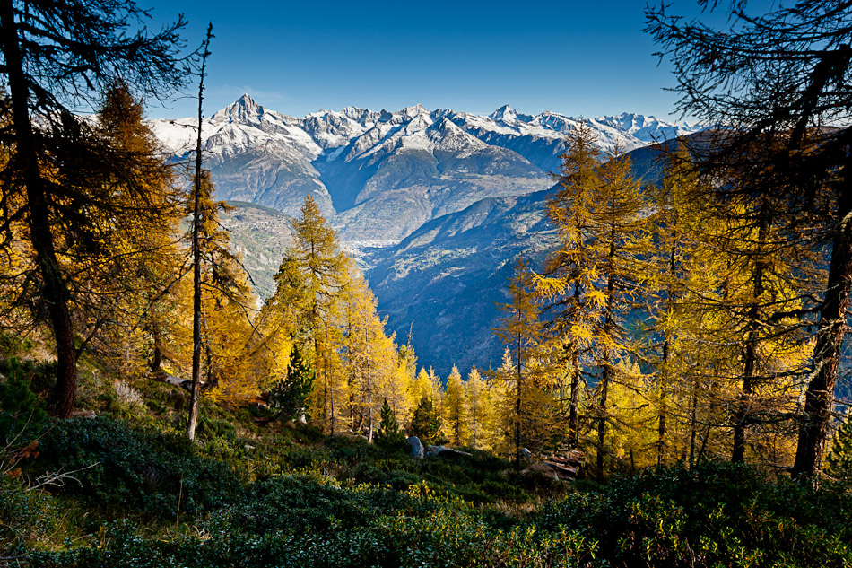 Grächen Lärchenbäume Herbst Wallis Schweiz – Jan Geerk Fotograf Basel