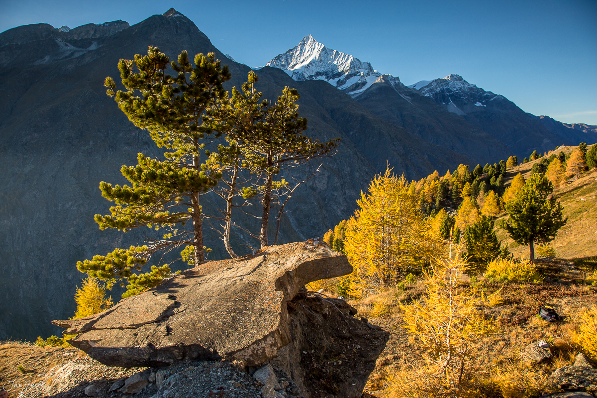 Lärchen im Herbst mit Matterhorn Blick Zermatt Wallis Schweiz Jan Geerk Fotograf Basel