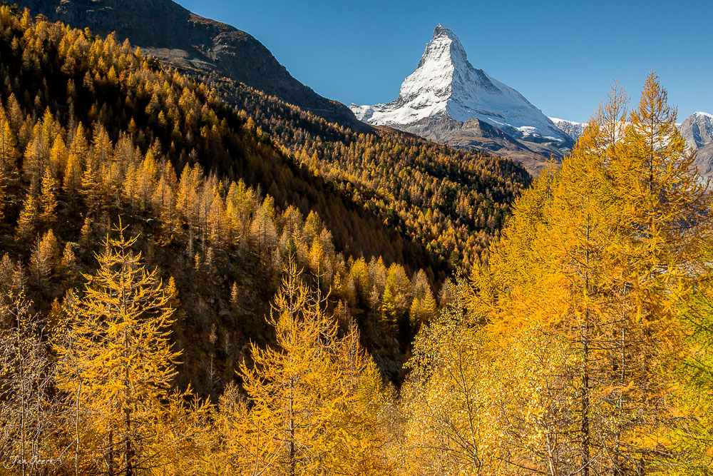 Herbstliche Lärchenwälder mit schneebedecktem Matterhorn im Hintergrund bei Zermatt Schweiz – Jan Geerk Fotograf Basel