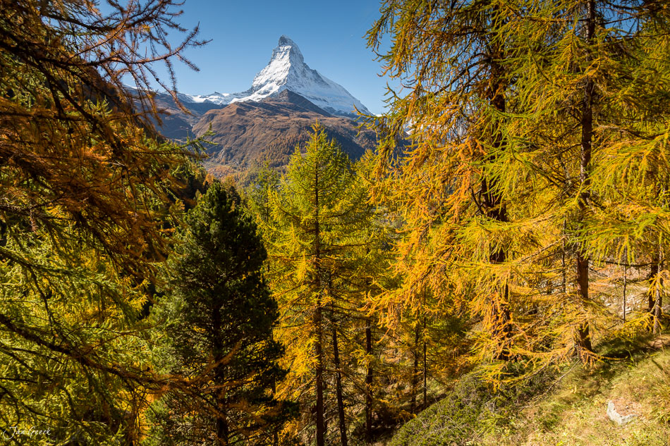 Lärchwald in Herbstfarben mit Matterhorn Panorama Zermatt Wallis Schweiz – Jan Geerk Fotograf Basel
