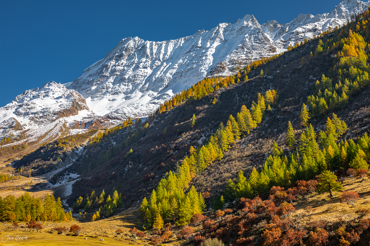 Schneebedeckte Berggipfel über Lärchenwäldern im Herbstlicht im Lötschental Wallis Schweiz – Jan Geerk Fotograf Basel