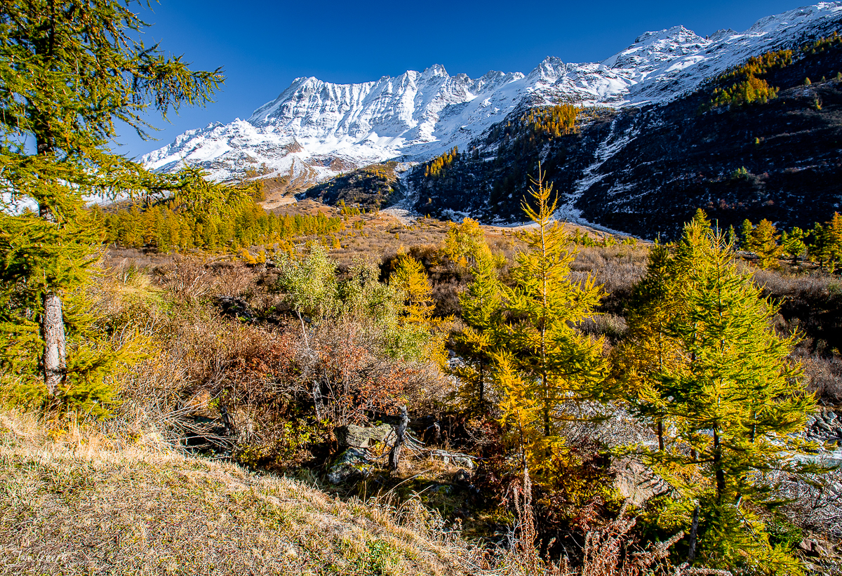 Herbstliche Lärchenwälder mit schneebedeckten Bergen im Lötschental Wallis Schweiz – Jan Geerk Fotograf Basel