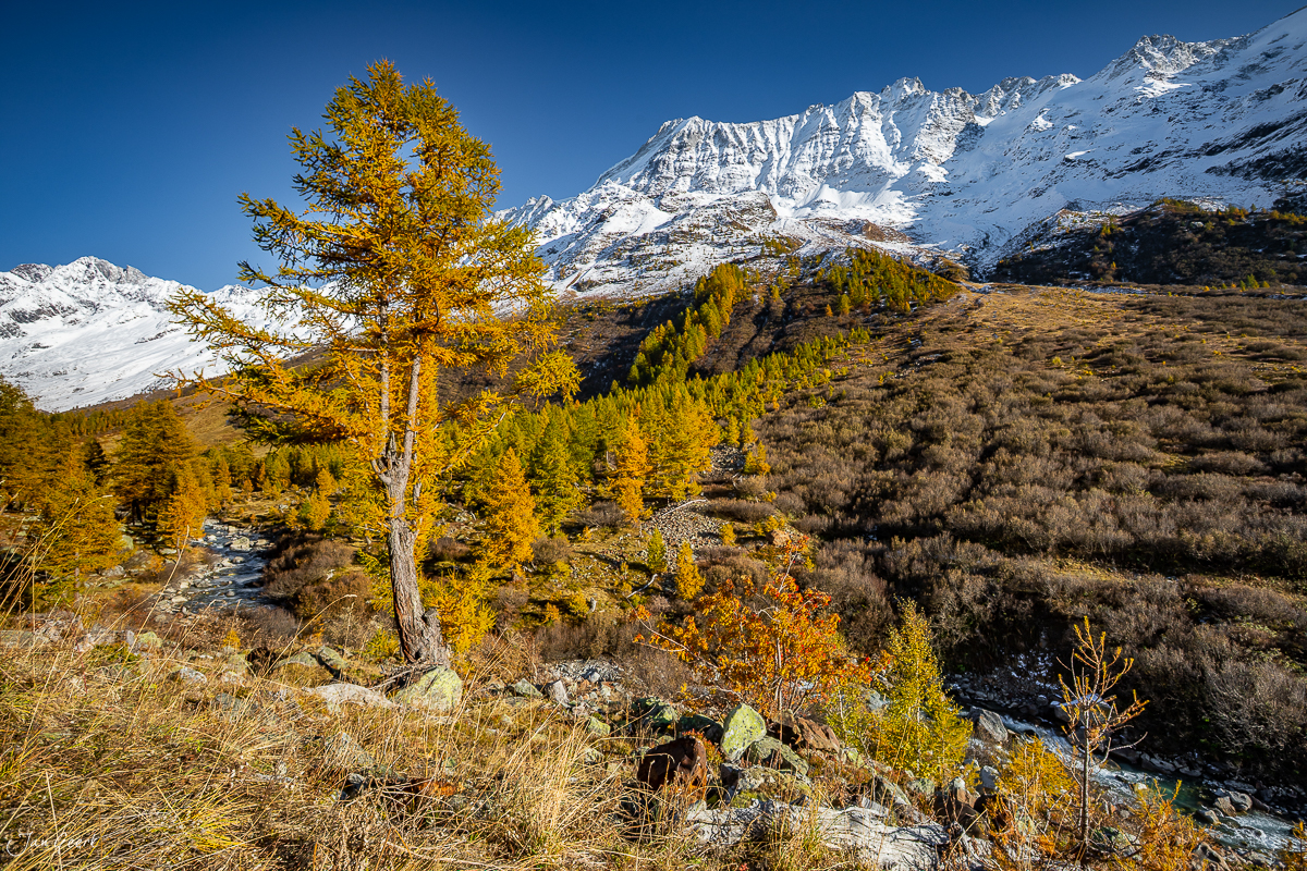 Lärchen im Herbst mit schneebedeckten Bergen im Lötschental Wallis Schweiz von Fotograf Jan Geerk Basel
