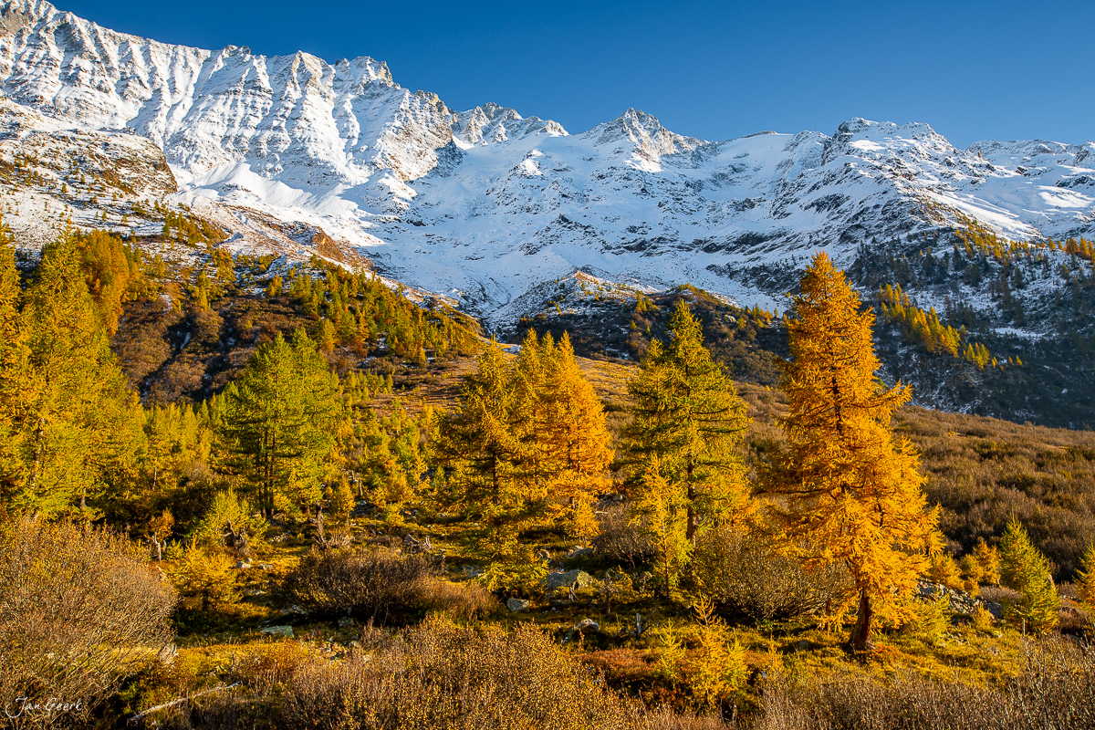 Goldene Lärchen im Herbst vor schneebedeckten Bergen im Lötschental Wallis Schweiz – Jan Geerk Fotograf Basel