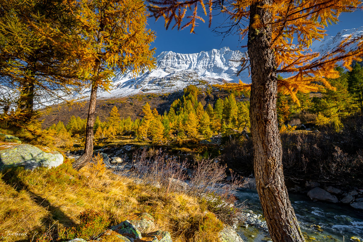 Herbstliche Lärchen im Lötschental mit schneebedecktem Berg im Hintergrund, Wallis Schweiz – Jan Geerk Fotograf Basel