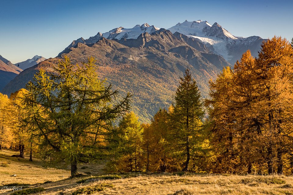 Herbstliche Lärchen mit Blick auf verschneite Berggipfel in Moosalp Oberwallis Schweiz Jan Geerk Fotograf Basel