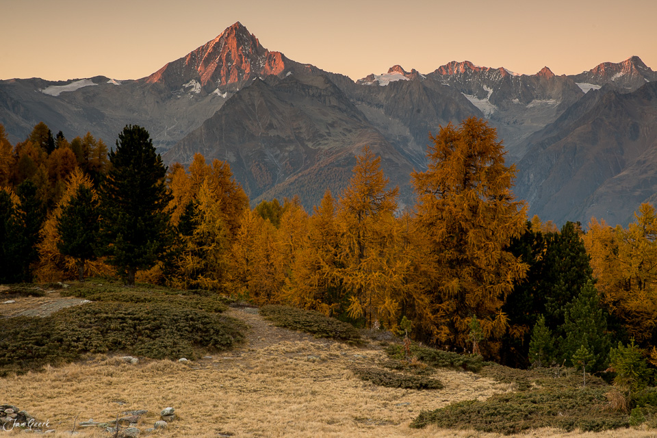 Herbstliche Lärchen auf der Moosalp mit Blick auf Bietschhorn und Dom im goldenen Kantlicht, Wallis Schweiz – Jan Geerk Fotograf Basel
