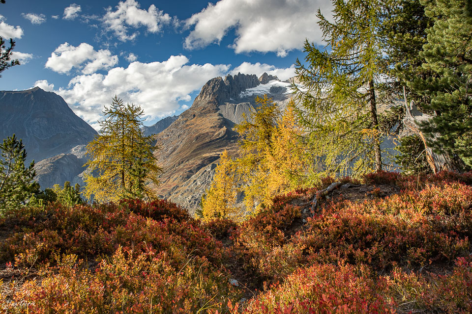 Herbstliche Alpwiese mit gelben Lärchenb Fiescherhorn und Schneebergen in der Aletschregion Wallis Schweiz – Jan Geerk Fotograf Basel