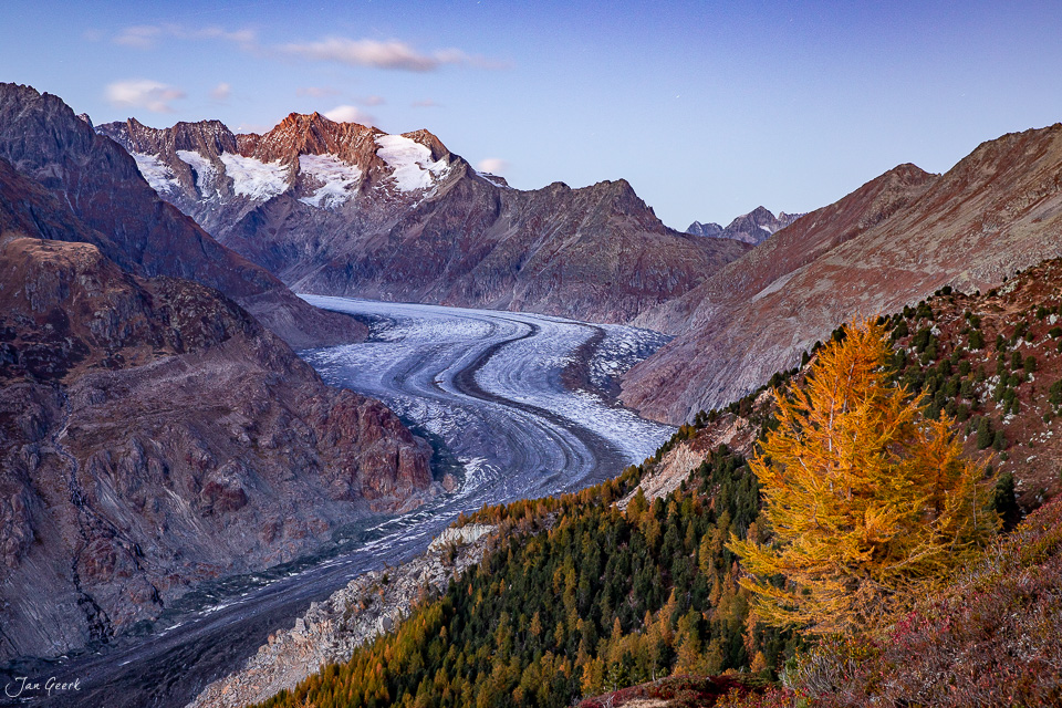 Aletschgletscher mit verschlungenen Eismuster, Herbstlärchen in goldenem Licht, Wallis Schweiz – Jan Geerk Fotograf Basel