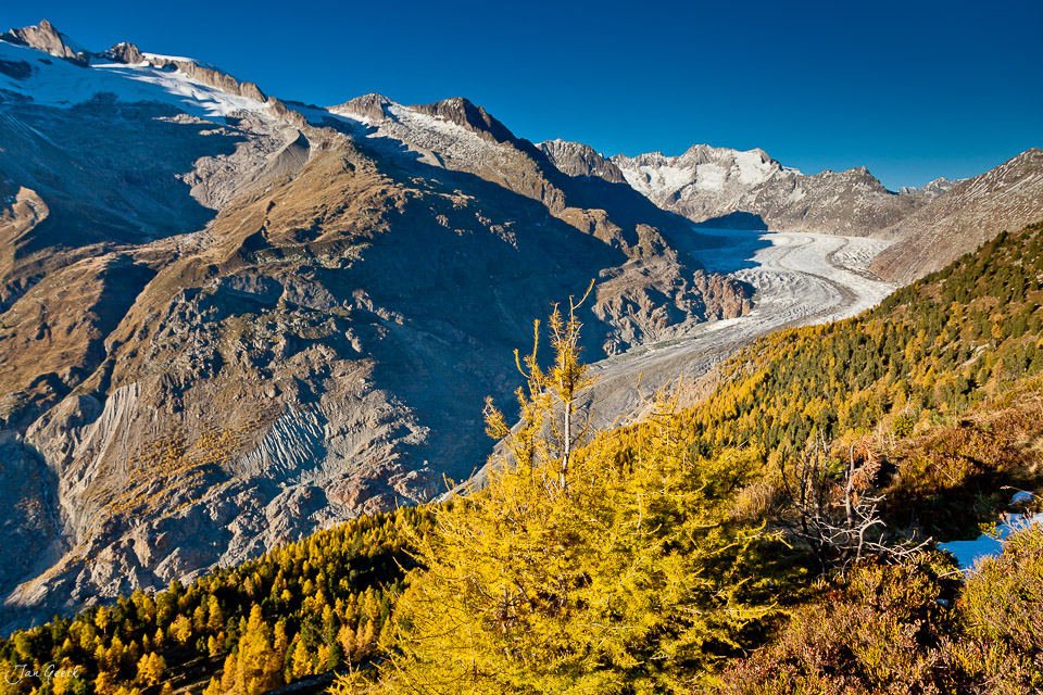 Gletscher und Herbstwald Aletsch Region Wallis Herbst Schweiz Jan Geerk Fotograf Basel