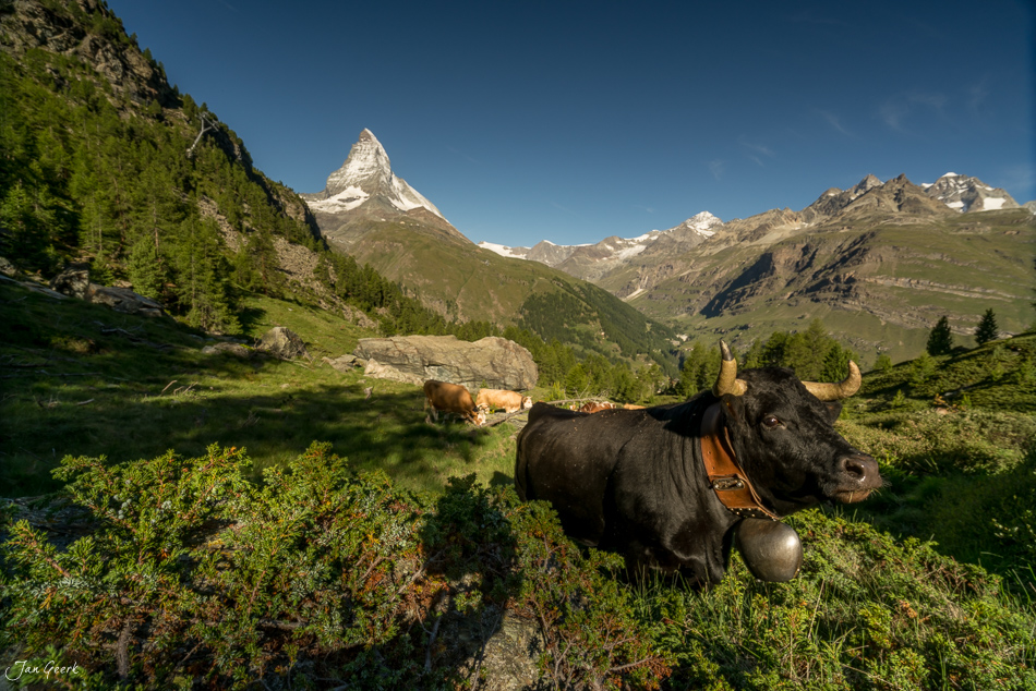 Schwarze Kuh mit Glocke auf Alpweide vor Matterhorn bei Zermatt, Sommerliche Berglandschaft Wallis Schweiz – Jan Geerk Fotograf Basel
