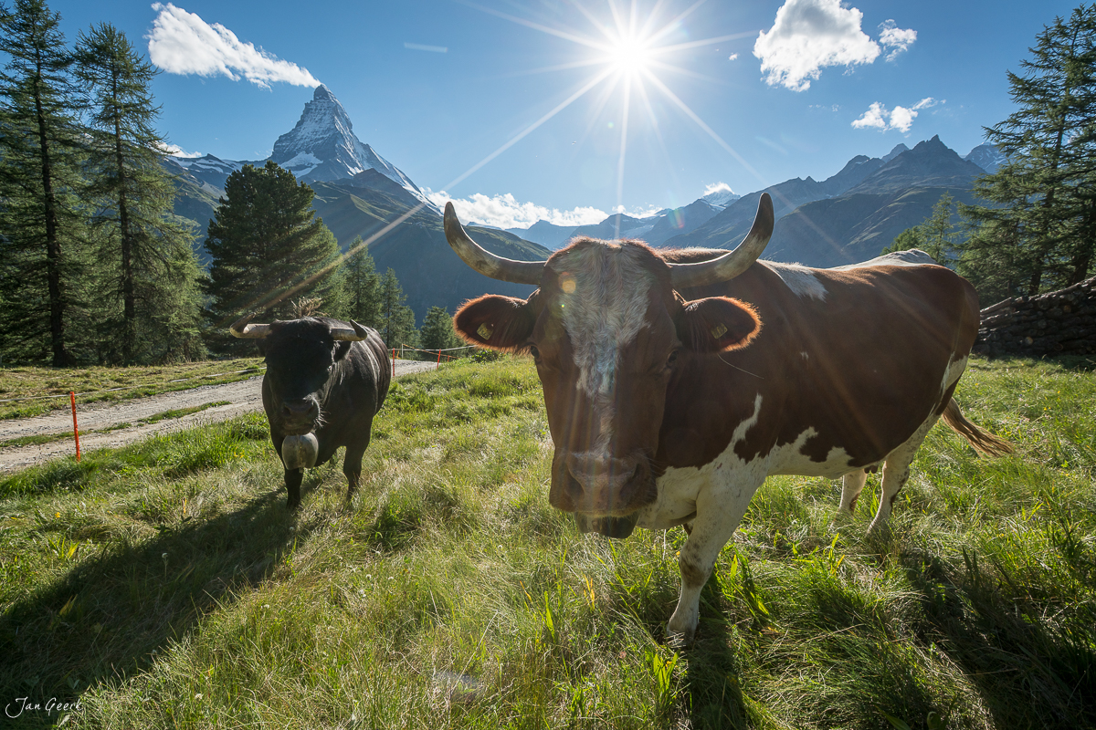 Kühe auf Alpenweide mit Matterhorn im Hintergrund, Sonnenschein, Sommer, Wallis Schweiz – Jan Geerk Fotograf Basel