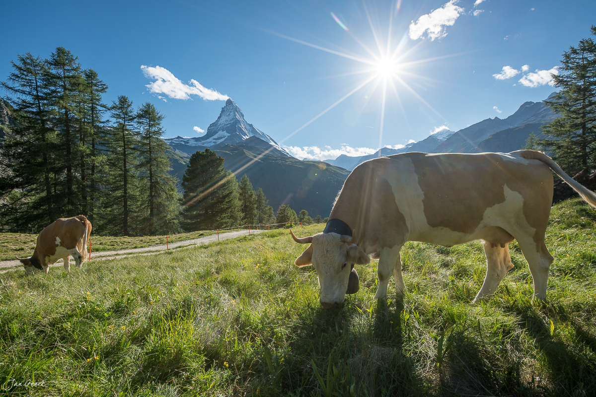 Kühe weiden auf Bergwiese mit Matterhorn im Hintergrund, Sonnenschein Sommer Wallis Schweiz – Jan Geerk Fotograf Basel