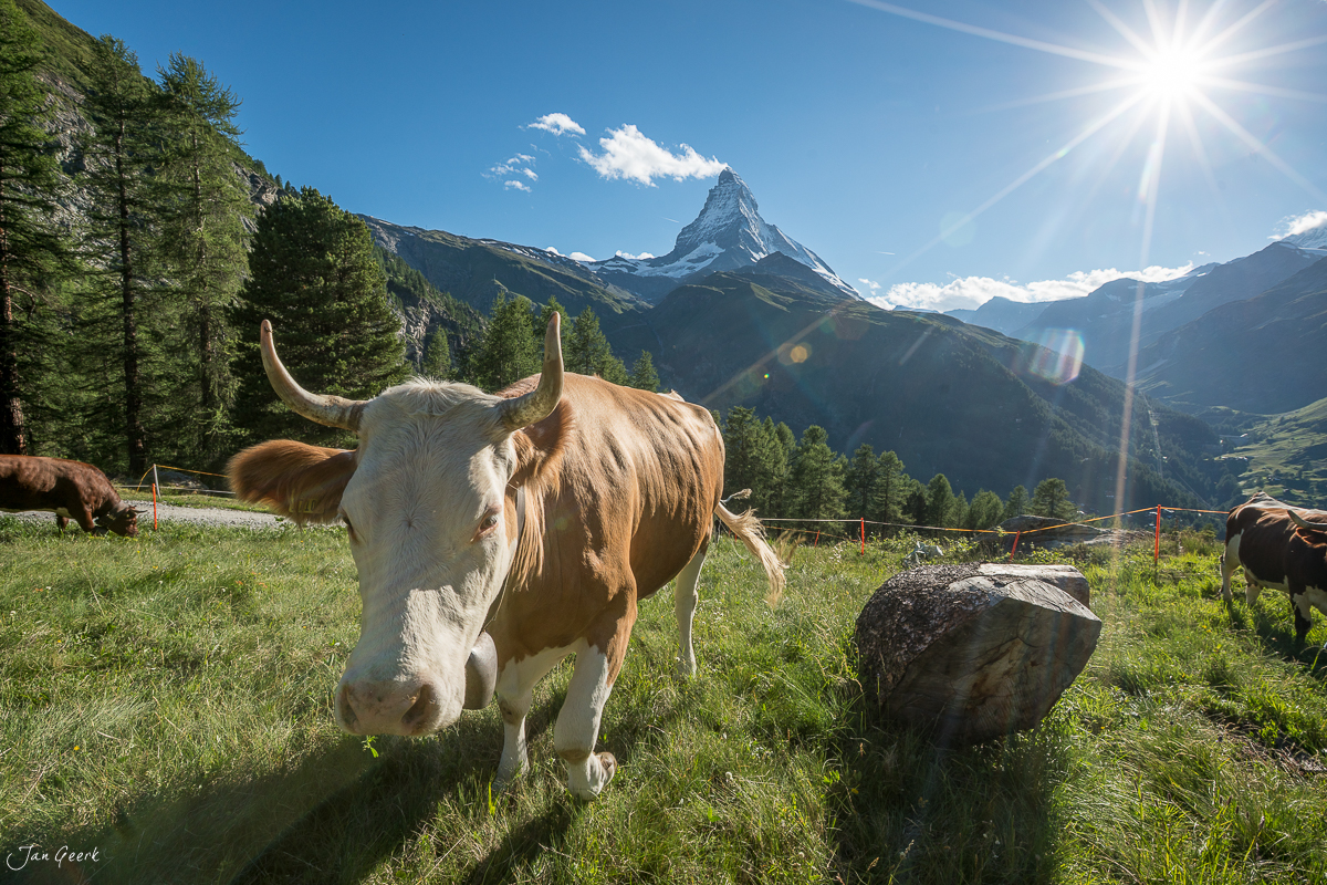 Kühe auf Bergweide mit Matterhorn im Hintergrund, sonniger Sommertag, Wallis Schweiz – Jan Geerk Fotograf Basel