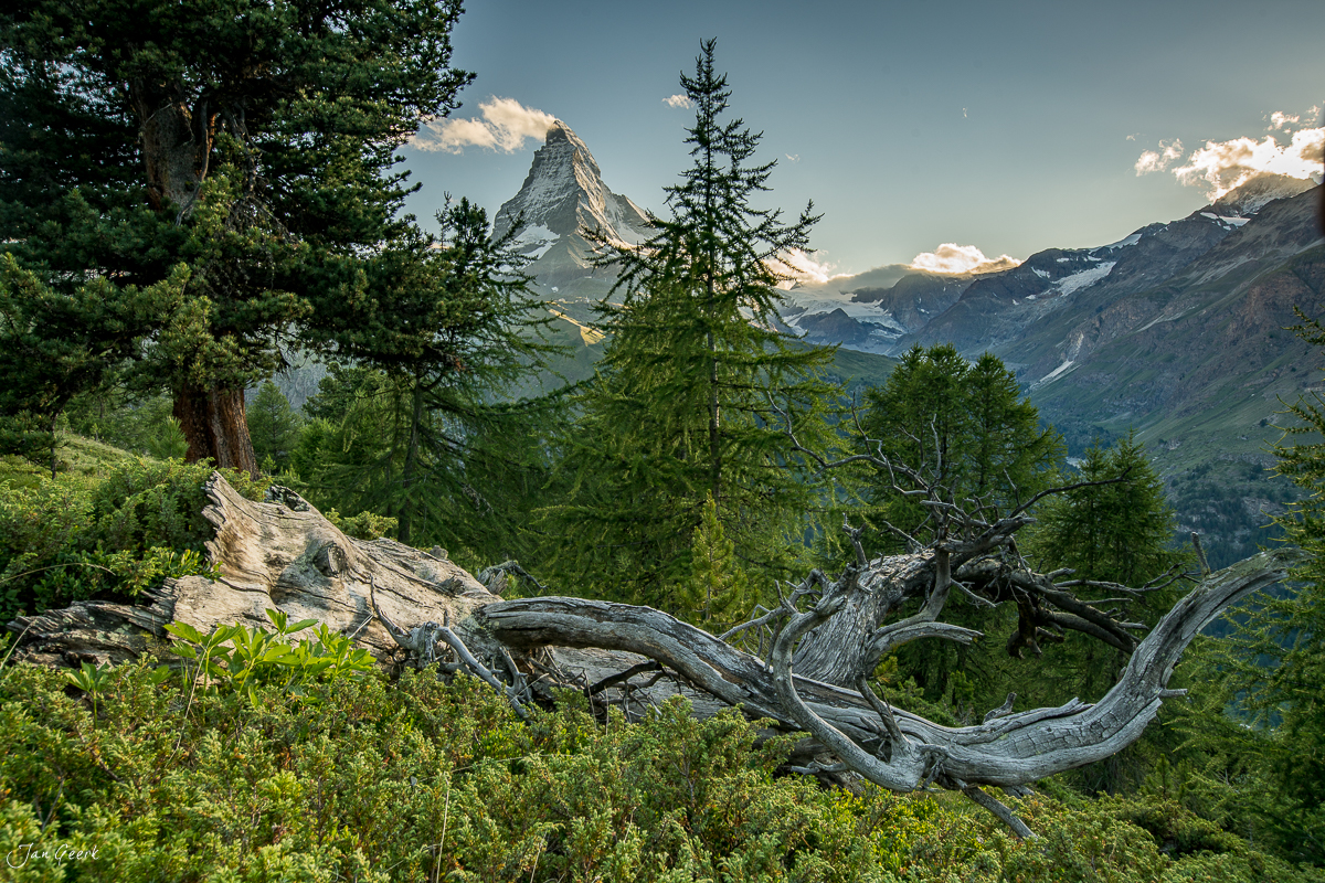 Knorriger Baumstamm mit Matterhorn-Blick bei Riffelalp, grüne Alpweiden und Lärchenwälder, Sommer Wallis Schweiz – Jan Geerk Fotograf Basel