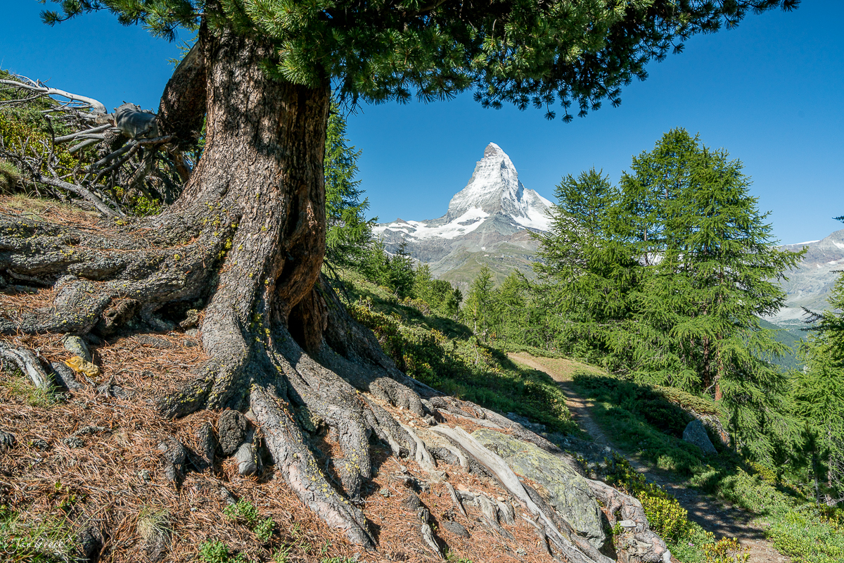 Alte Lärche mit Matterhorn Blick in Riffelalp Sommer Wallis Schweiz Jan Geerk Fotograf Basel