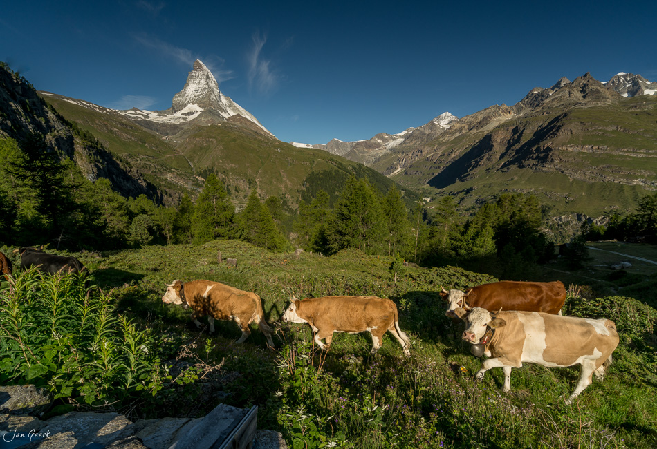 Kühe grasen auf Bergweide mit Matterhorn im Hintergrund, Sommer in Riffelalp, Wallis Schweiz – Jan Geerk Fotograf Basel