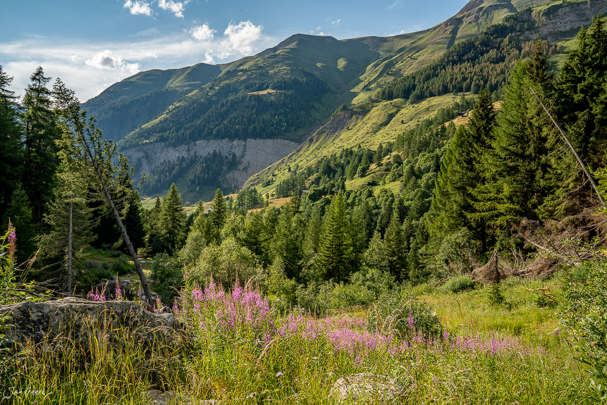 Berglandschaft Goms mit blühenden Wildblumen, Fichtenwälder und Alpengipfel im Sommer, Wallis Schweiz – Jan Geerk Fotograf Basel