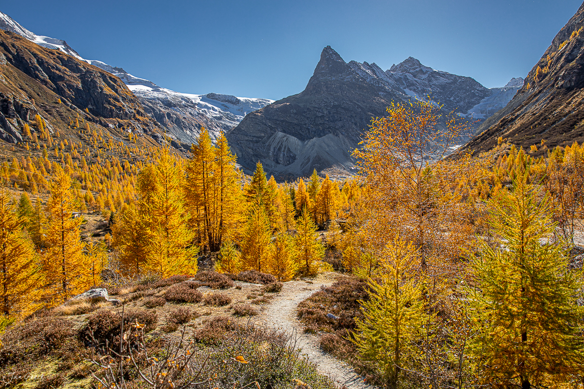 Goldene Lärchen im Herbst im Val d'Hérens mit schneebedeckten Bergen im Hintergrund, Wallis Schweiz – Jan Geerk Fotograf Basel