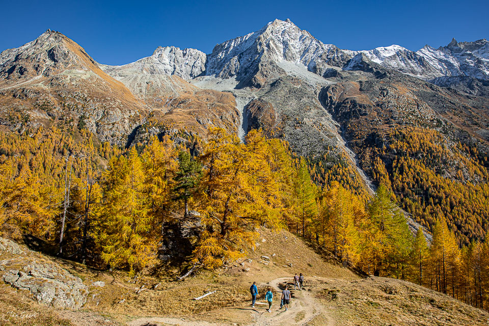 Herbstliche Lärchenwälder am Lac Bleu in Arolla mit schneebedeckten Bergen im Hintergrund, Wallis Schweiz – Jan Geerk Fotograf Basel