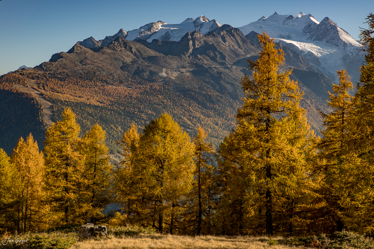 Herbstliche Lärchen mit Blick auf schneebedeckte Gipfel in Törbel, Oberwallis, Schweiz – Jan Geerk Fotograf Basel