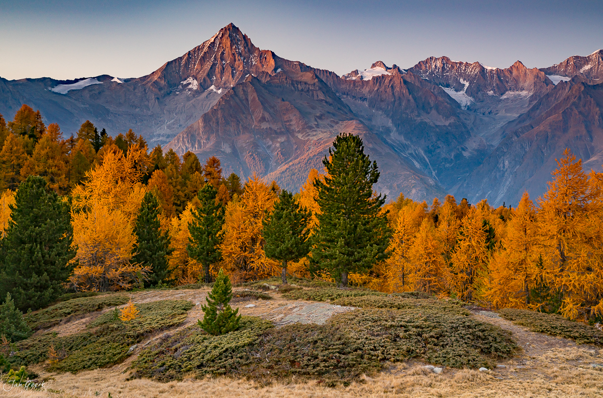 Herbstliche Lärchen am Moosalp mit Blick auf schneebedeckte Berggipfel im Wallis Schweiz von Fotograf Jan Geerk aus Basel