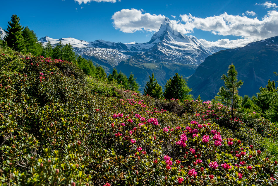 Alpenrosen und Matterhorn im Sommer in Zermatt Wallis Schweiz – Jan Geerk Fotograf Basel