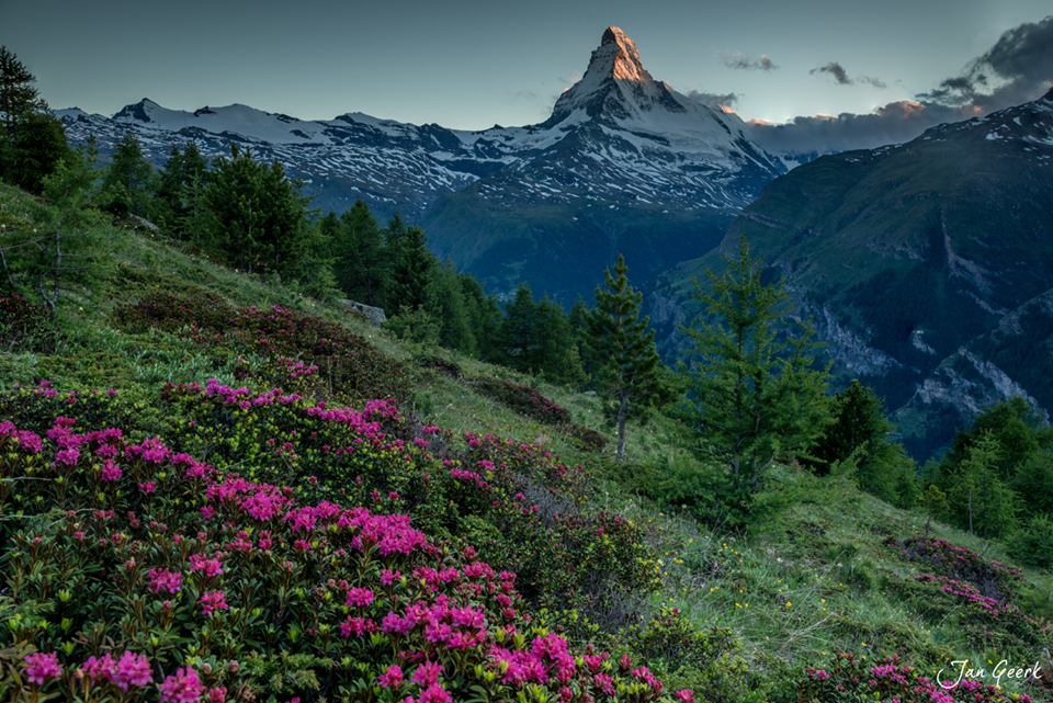 Matterhorn mit blühenden Rhododendren am Hang, Sommerlandschaft Zermatt Wallis Schweiz – Jan Geerk Fotograf Basel