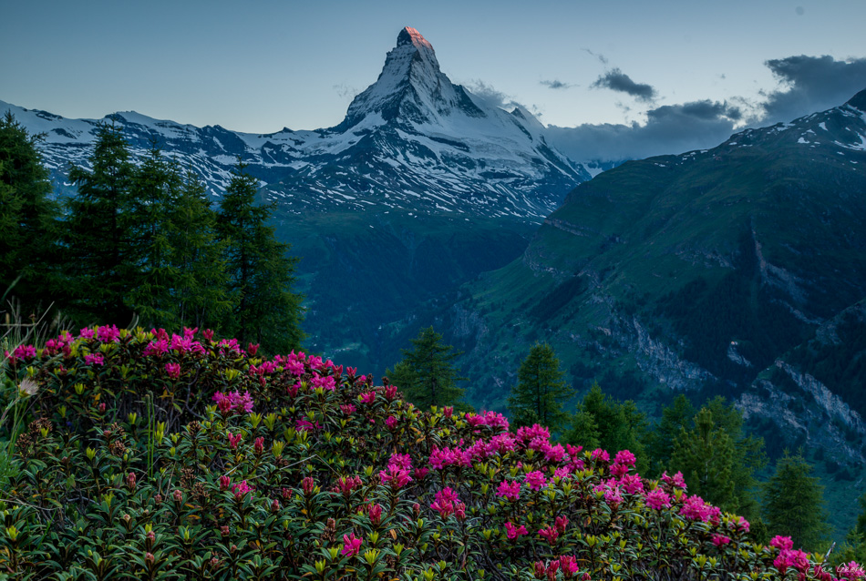 Matterhorn mit rosa Alpenrosen im Sommer, Zermatt Wallis Schweiz – Jan Geerk Fotograf Basel