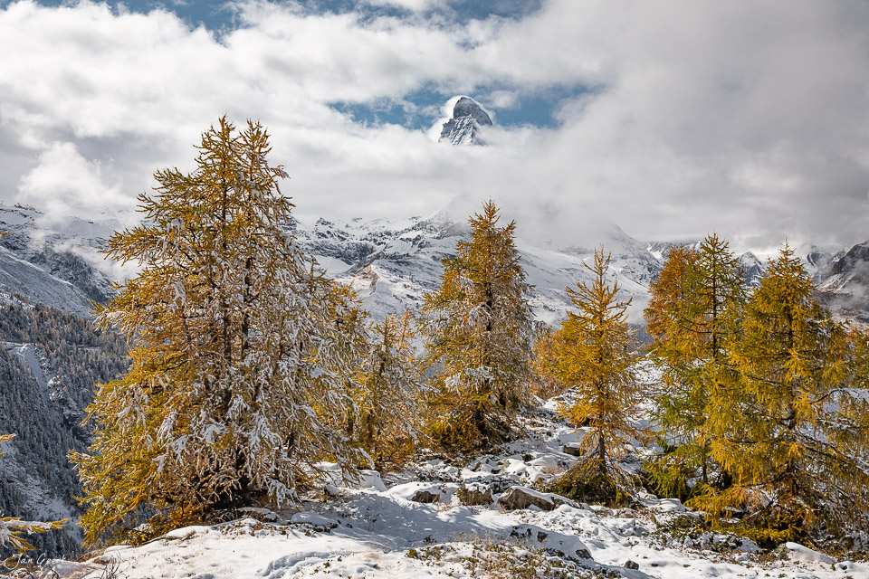 Herbstliche Lärchen mit Schnee und Matterhorn im Hintergrund, Zermatt Wallis Schweiz – Jan Geerk Fotograf Basel