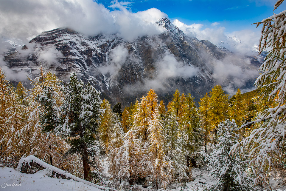 Schneebedeckte Lärchen im Herbst vor verschneitem Matterhorn in Zermatt Wallis Schweiz Jan Geerk Fotograf Basel