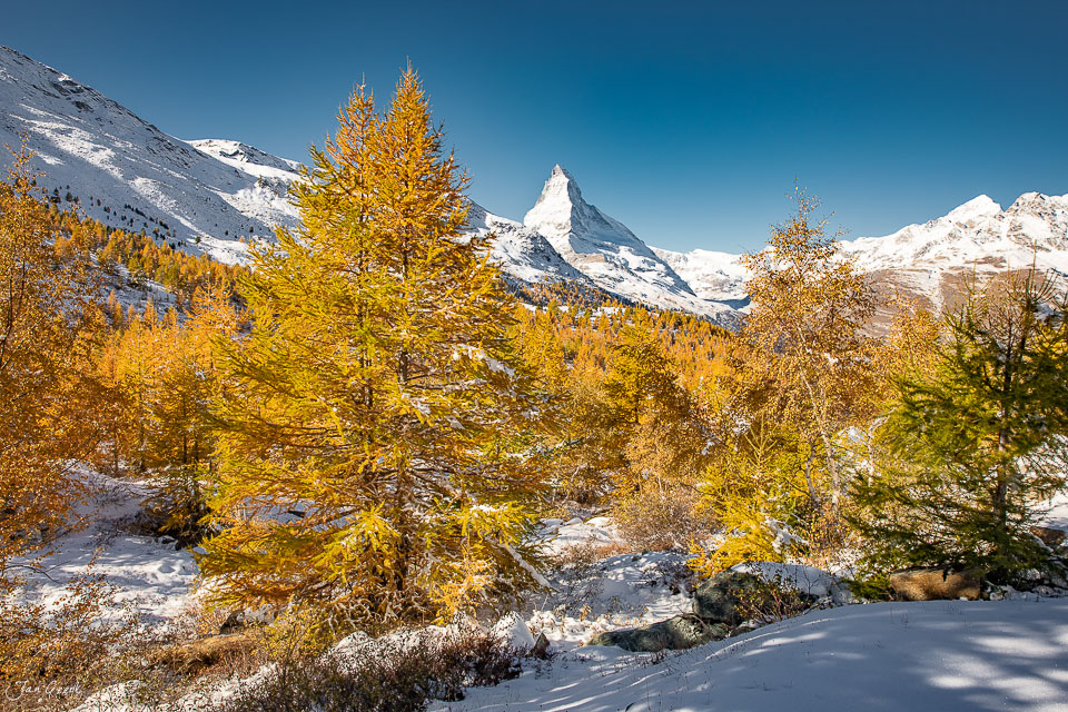 Herbstliche Lärchen beim Matterhorn in Zermatt, schneebedeckte Alpen, Herbstlicht – Jan Geerk Fotograf Basel Schweiz