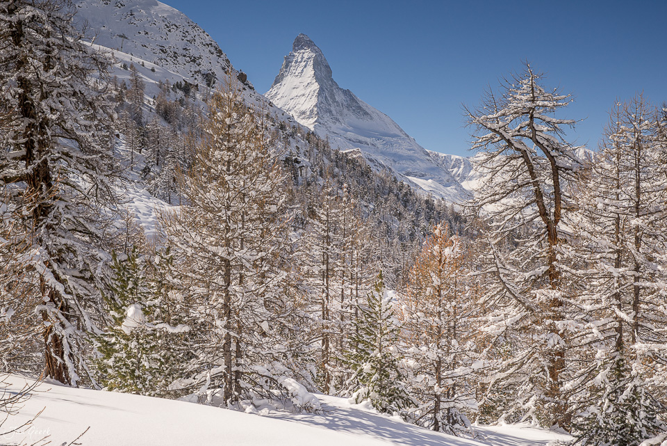 Schneebedeckte Lärchenwälder mit Matterhorn im Hintergrund, Riffelalp Winter Wallis Schweiz – Jan Geerk Fotograf Basel