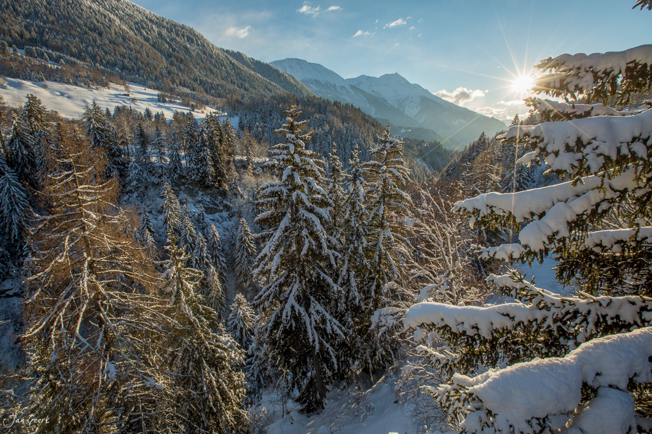 Schneebedeckte Lärchenwald im Goms Tal mit Bergpanorama, Wintersonne und Alpengipfel, Wallis Schweiz – Jan Geerk Fotograf Basel