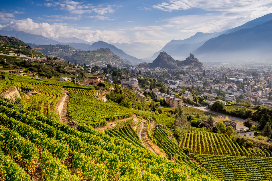 Weinreben und Rebberg bei Sion mit Altstadt und Burgen im Herbstlicht, Wallis Schweiz – Jan Geerk Fotograf Basel