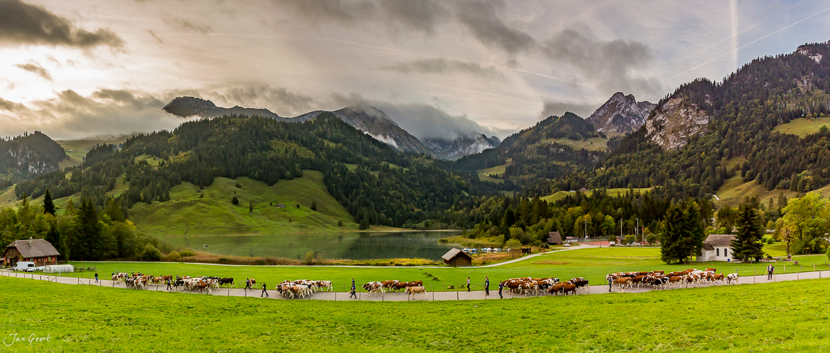 Alpabzug mit Kühen am Schwarzsee Plaffeien, herbstliche Berglandschaft mit See und Alpweiden, Fribourg Schweiz – Jan Geerk Fotograf Basel