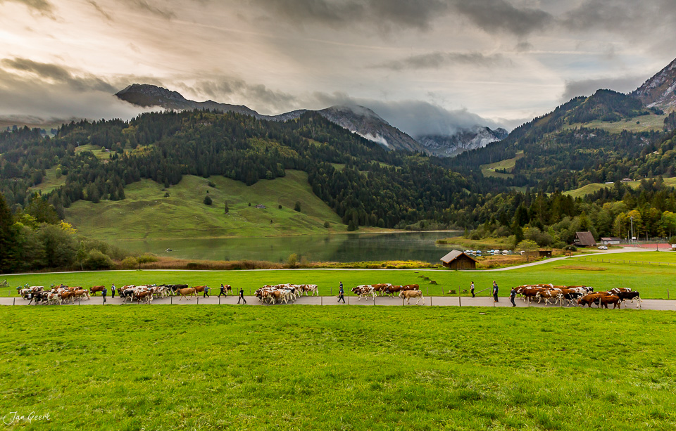 Alpabzug mit Kühen und Hirten am Schwarzsee, grüne Berglandschaft, bewölkte Herbststimmung, Kanton Fribourg Schweiz – Jan Geerk Fotograf Basel