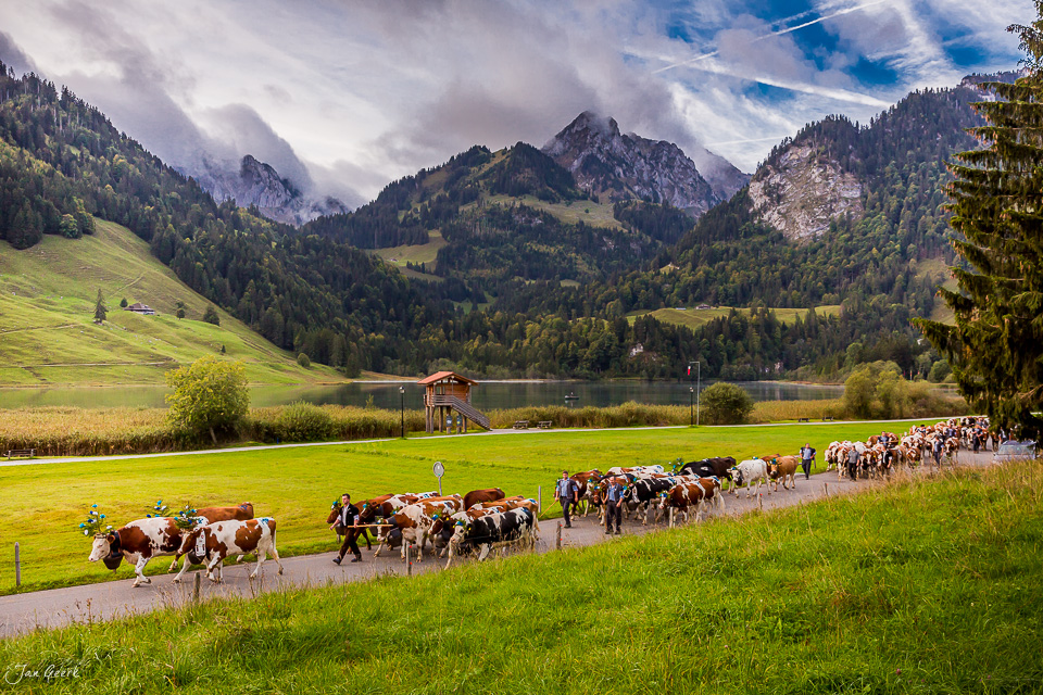 Alpabzug mit Kühen am Schwarzsee, herbstliche Berglandschaft mit See und Alpen, Fribourg Schweiz – Jan Geerk Fotograf Basel