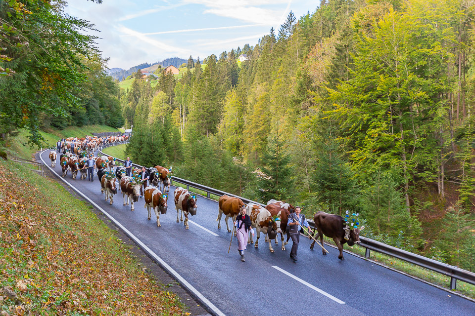 Alpabzug mit Kühen auf der Strasse zwischen Schwarzsee und Plaffeien im Herbst, Fribourg Schweiz – Jan Geerk Fotograf Basel