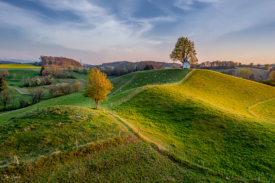 Herbstliche Hügellandschaft mit goldenem Baum und Weideflächen in der Schweiz – Jan Geerk Fotograf Basel