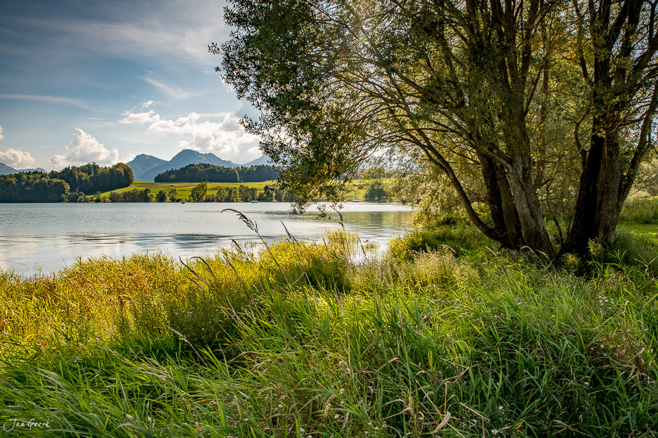 Seeufer mit Weiden und Bergpanorama in Greyerz, Sommerliches Kantlicht in der Westschweiz – Jan Geerk Fotograf Basel