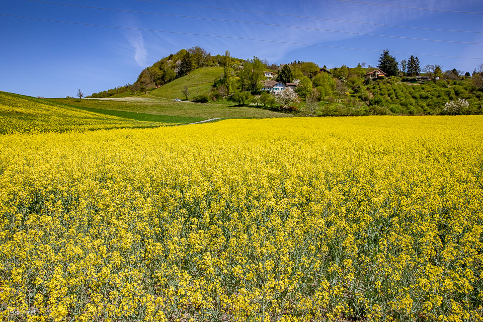 Rapsfeld in voller Blüte bei Lausanne, Frühling, Westschweiz – Jan Geerk Fotograf Basel