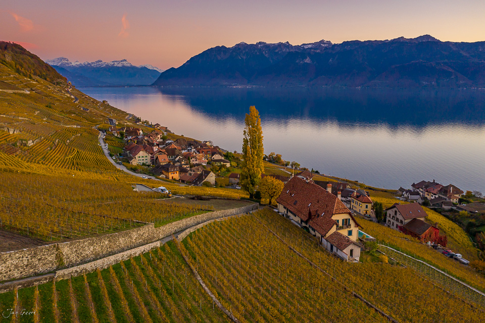 Luftaufnahme Weinberge Lavaux am Genfersee im Herbstlicht, Waadt Schweiz – Jan Geerk Fotograf Basel