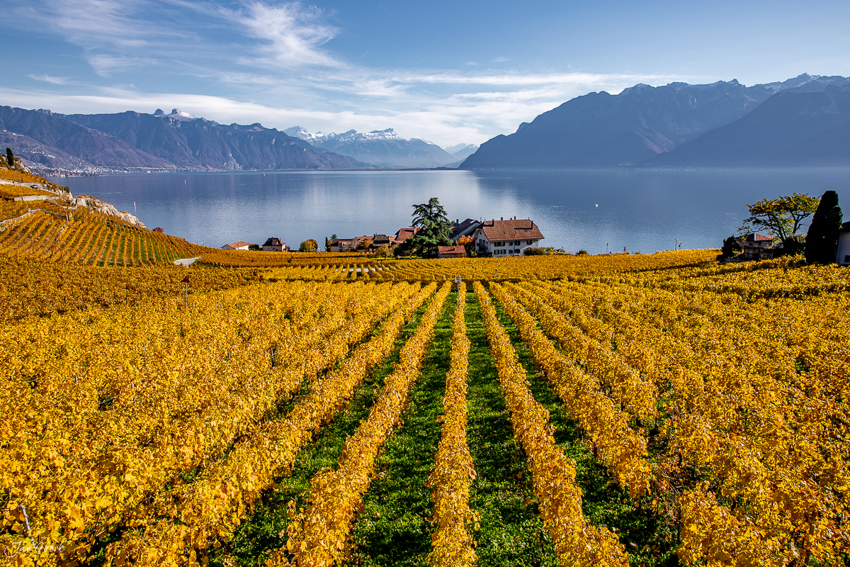 Herbstliche Rebberge in Lavaux mit Blick auf den Genfersee und schneebedeckte Alpen, Waadt Schweiz – Jan Geerk Fotograf Basel