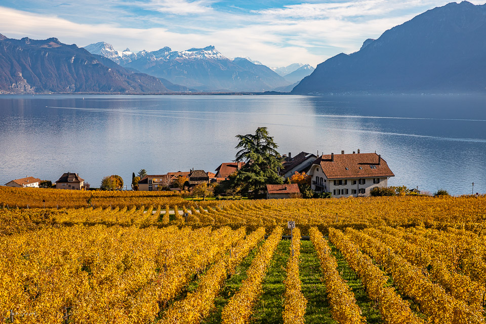 Herbstliche Rebberge in Lavaux mit Seeufer, schneebedeckten Bergen und traditionellen Häusern – Jan Geerk Fotograf Basel Schweiz